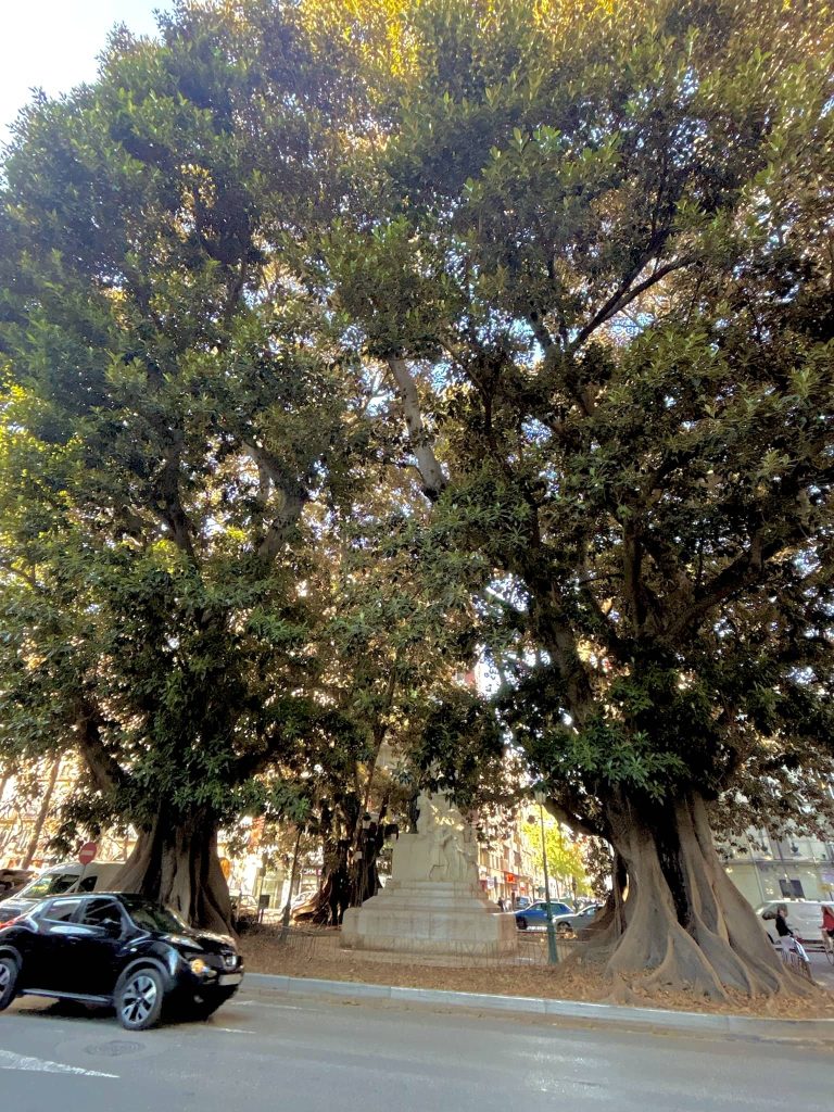 Ficus Gran Via