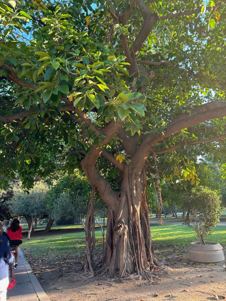 Ficus Turia