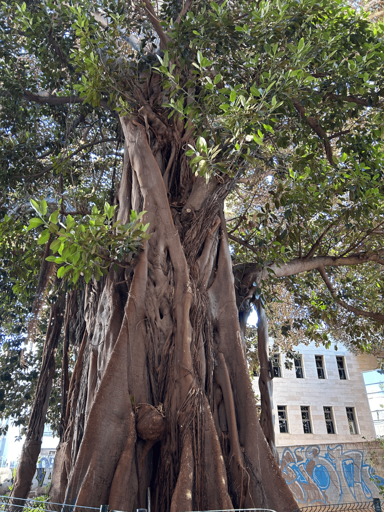 ficus el carmen